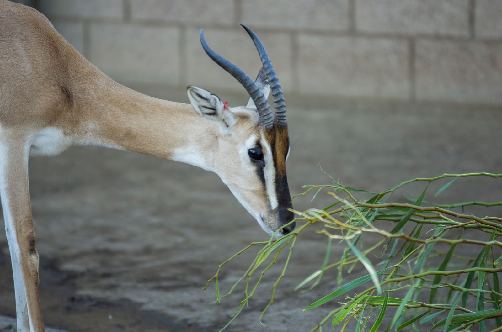 San Diego Zoo Part I 017